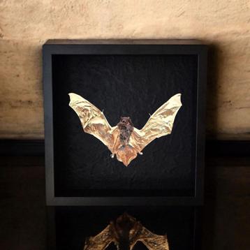 Echte vleermuis 23kt goud verguld in lijst Taxidermie kunst beschikbaar voor biedingen