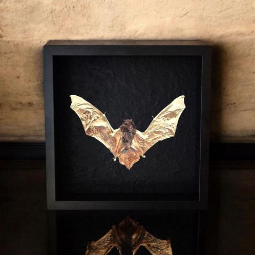 Echte vleermuis 23kt goud verguld in lijst Taxidermie kunst, Verzamelen, Dierenverzamelingen, Nieuw, Opgezet dier, Overige soorten
