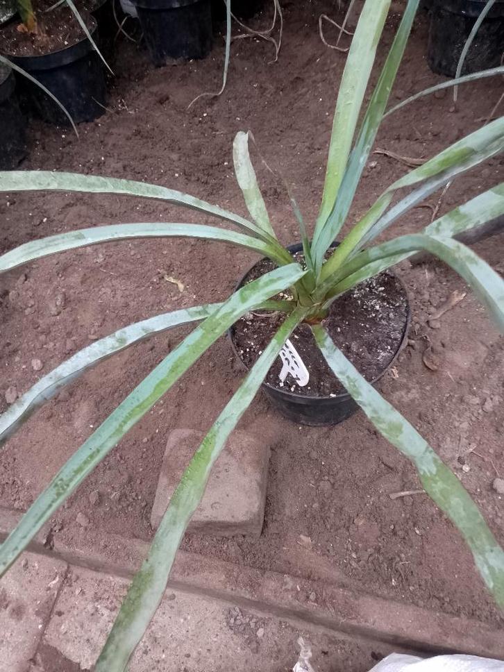 yucca torreyi, Jardin & Terrasse, Plantes | Jardin, Enlèvement