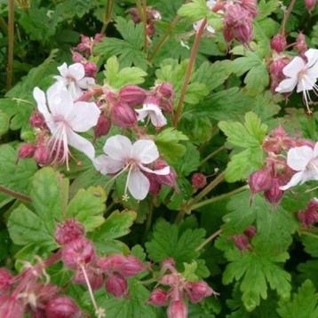 géranium, Printemps, Plein soleil, Couvre-sol, Enlèvement