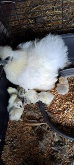 zijdehoen kip met 8 kuikens, Plusieurs animaux, Poule ou poulet