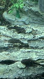 Te koop 40 tal baby Ruitenkuisers (Pleco Ancistrus) 2 euro, Dieren en Toebehoren, Vissen | Aquariumvissen, Vis, Zoetwatervis