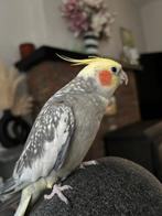 handtamme valkparkiet, Dieren en Toebehoren