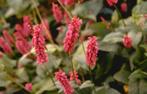 Persicaria amplexicaulis 'Firedance' (duizendknoop), Tuin en Terras, Planten | Tuinplanten, Volle zon, Vaste plant, Zomer, Ophalen