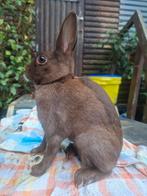 Haasdwerg & Kleurdwerg, Dieren en Toebehoren