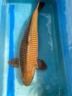 Chagoi van 65cm, Dieren en Toebehoren, Karper of Koi