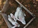 Jonge duitse reuzen, Dieren en Toebehoren