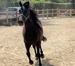 Goed bewegende 5 jarige brave zwarte D-pony, Dieren en Toebehoren, B, Gechipt, Ruin, Springpony