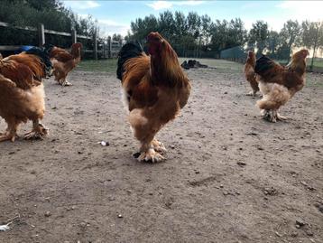 Brahma groothoen beschikbaar voor biedingen