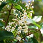 Prunus Lusitanica Angustifolia, Tuin en Terras, Ophalen, Halfschaduw