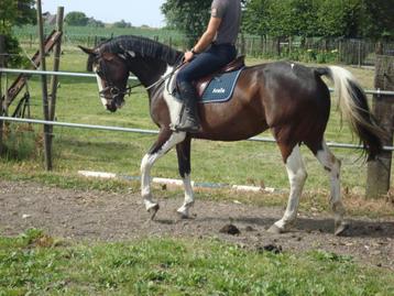 paardenpension ,weidegang met schuilhok ,mooie wandelomgevin beschikbaar voor biedingen