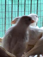 Mooie jonge witte kanaries., Dieren en Toebehoren