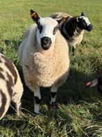 Heel mooie kerry hill bok, Dieren en Toebehoren, Schapen, Geiten en Varkens, Mannelijk, Schaap, 0 tot 2 jaar