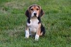 Chiots Beagle à vendre, 15 semaines à 1 an, Étranger, Beagle, Parvovirose