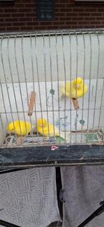 Schimmel kanariemannen  te koop., Dieren en Toebehoren, Vogels | Kanaries, Mannelijk, Kleurkanarie