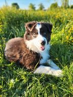 Australische herder / Aussi / Australian shepherd, Dieren en Toebehoren, België, CDV (hondenziekte), 8 tot 15 weken, Teef