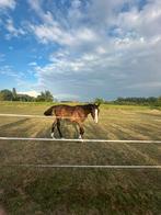 Mooie Utamaro d’ecausinnes jaarling, Dieren en Toebehoren, Paarden, Springpaard, Gechipt, 0 tot 2 jaar, Hengst
