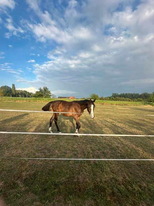 Mooie Utamaro d’ecausinnes jaarling, Dieren en Toebehoren, Paarden, Hengst, Onbeleerd, 0 tot 2 jaar, Springpaard, Met stamboom