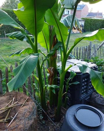 Bananenplant beschikbaar voor biedingen