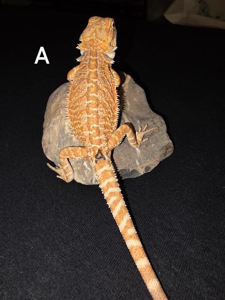 Mooi orange baardagaam-vrouwtje, Dieren en Toebehoren, Reptielen en Amfibieën, Hagedis, 0 tot 2 jaar, Tam