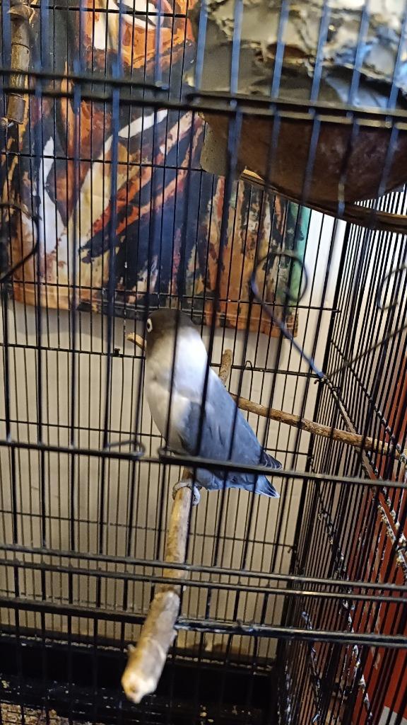 Agapornis vrouwtje met kooi en speeltjes., Dieren en Toebehoren, Vogels | Parkieten en Papegaaien, Dwergpapegaai of Agapornis