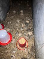 Jonge japanse kwartels - 4 weken, Meerdere dieren, Overige soorten