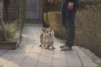 Welsh Corgi Pembroke Ayla, 7 jaar, niet gesteriliseerd, Animaux & Accessoires, Chiens | Bergers & Bouviers, Belgique, Éleveur | Professionnel