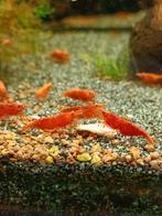 Red Cherry garnalen - Vuurgarnaal, Dieren en Toebehoren, Vissen | Aquariumvissen, Kreeft, Krab of Garnaal, Zoetwatervis