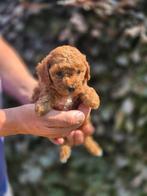 Maltipoo puppies, volledig in orde, België, Fokker | Hobbymatig, Overige rassen, CDV (hondenziekte)