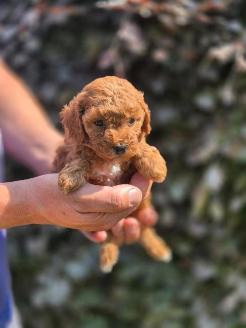 Maltipoo puppies,enkel nog reutjes, prachtige kleuren, Dieren en Toebehoren, Honden | Chihuahua's en Gezelschapshonden, Meerdere dieren