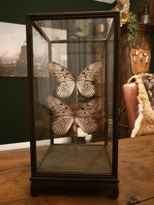 Vlinderstolp decoratie vlinders opgezet landelijk stolp, Verzamelen, Dierenverzamelingen, Zo goed als nieuw, Opgezet dier, Insect