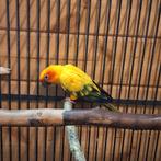 2013 fokmannetje te koop, Dieren en Toebehoren, Mannelijk, Parkiet, Geringd