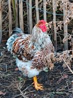 Groothoender Wyandotte haan, Dieren en Toebehoren, Mannelijk, Kip