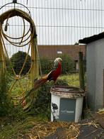Koppel Goudfazant, Dieren en Toebehoren, Vogels | Overige Vogels, Meerdere dieren, Tropenvogel, Tam