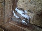 Vlinder rammelaar (man), Dieren en Toebehoren, Konijnen, Mannelijk, Groot, 0 tot 2 jaar