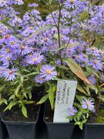Aster ‘Little carlow’, Tuin en Terras, Ophalen