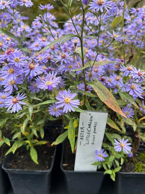 Aster ‘Little carlow’, Tuin en Terras, Planten | Tuinplanten, Ophalen