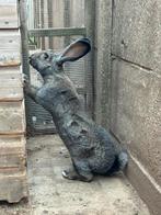 Mooie Duitse reus, Dieren en Toebehoren, Konijnen, Mannelijk