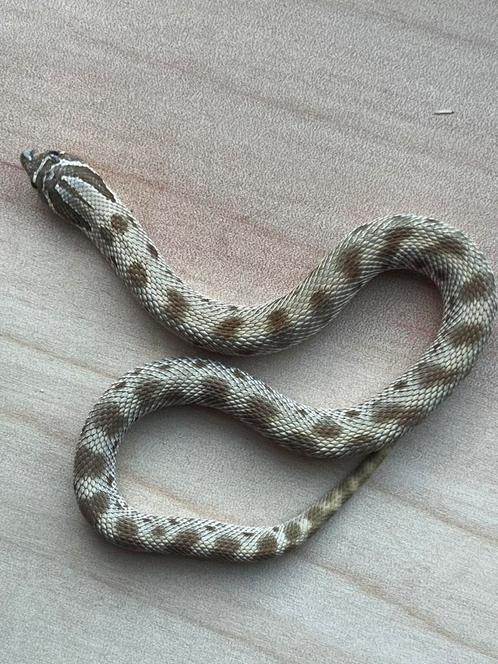 Westelijke haakneusslang, 8 maand, soort: Conda, Dieren en Toebehoren, Reptielen en Amfibieën, Slang, 0 tot 2 jaar, Tam