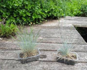 Festuca glauca (blauw schapengras of zwenkgras), Tuin en Terras, Ophalen, Zomer