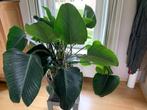 Strelitzia Nicolai Tropische kamerplant middelhoog, Huis en Inrichting, Kamerplanten, Overige soorten, Ophalen of Verzenden, In pot