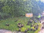 Gratis zonnebloemen, Tuin en Terras, Planten | Tuinplanten, Ophalen