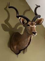 Prachtige koedoe - taxidermie, Enlèvement, Comme neuf