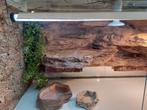 Terrarium avec accessoires, Dieren en Toebehoren, Ophalen