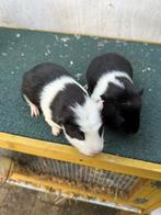 2 jonge cuy cavia mannetjes, Mâle, Domestique, Janvier, Cobaye