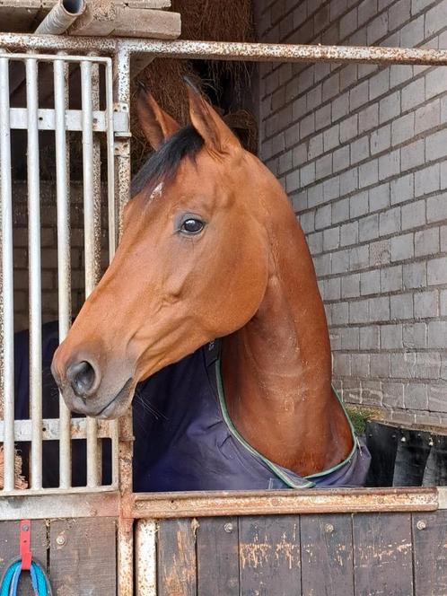 Mega lieve Fokmerrie /recreatie, Dieren en Toebehoren, Paarden en Pony's | Dekhengsten en Fokmerries, Merrie