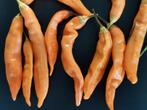 5 zaden chili peper Sugar Rush Peach, Verzenden, Voorjaar, Volle zon, Zaad