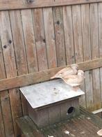 Blonde mandarijn eenden, vrouwtjes van 2025, Dieren en Toebehoren