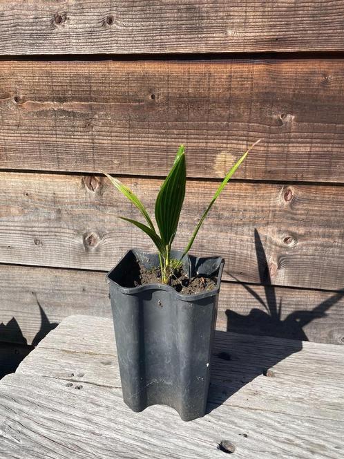 Trachycarpus Fortunei 'Chinese waaierpalm' (Vaste Prijs), Tuin en Terras, Planten | Tuinplanten, Vaste plant, Overige soorten
