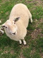 Schapen lammeren, Dieren en Toebehoren, Schapen, Geiten en Varkens, Mannelijk, Schaap, 0 tot 2 jaar